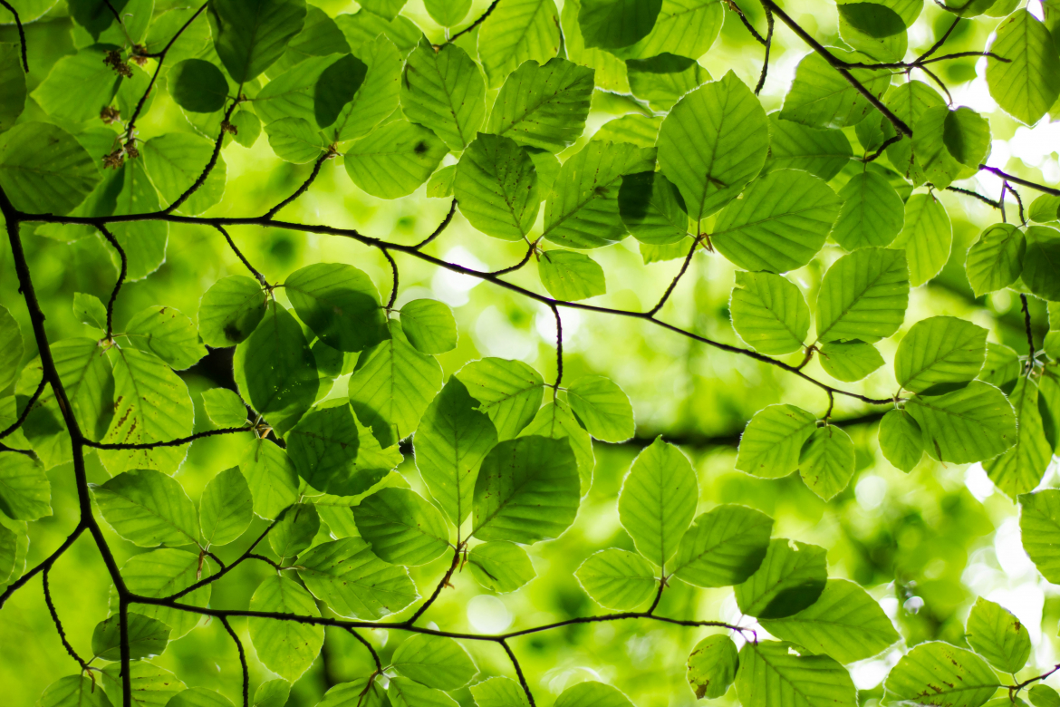 green flowers