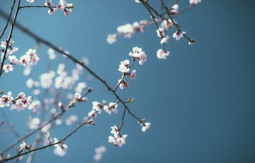 土著联络护士